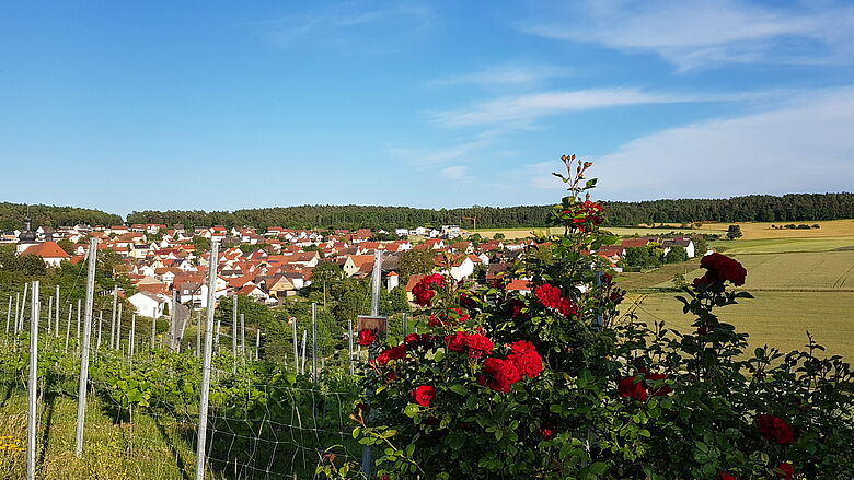 Impressionen - Strahlunger Weinberg